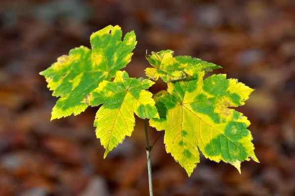 Small maple in the forest in colourful autumn colours, autumn forest, maple tree (Acer)