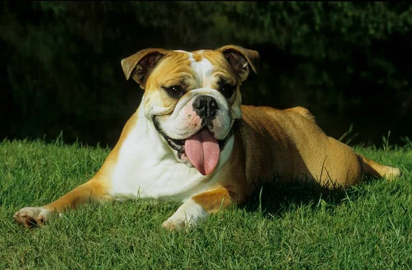 Young English Bulldog Bulldog Fci Standard 149 Giovane Bulldog Inglese — Foto Stock