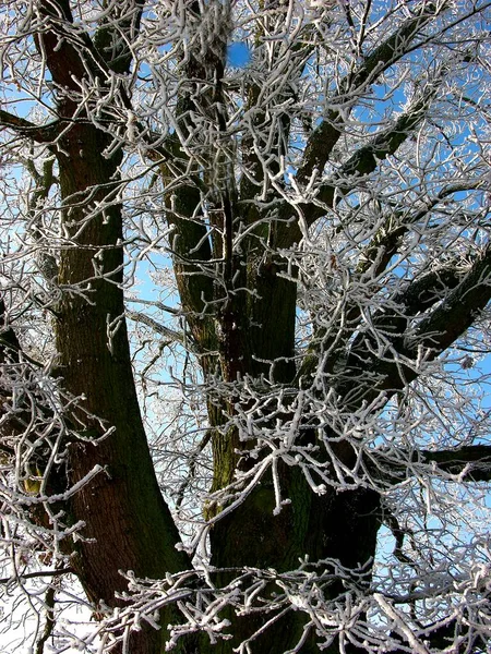 Первые Инеи Ветвях Деревьев Зимние Пейзажи — стоковое фото