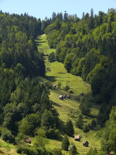 Kuzey Kara Orman Köy Bermersbach Çayırlı Ladin Ormanı — Stok fotoğraf