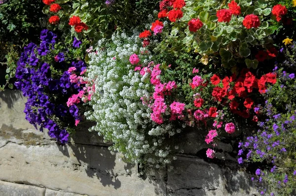 Various Summer Flowers Wall — Stock Photo, Image
