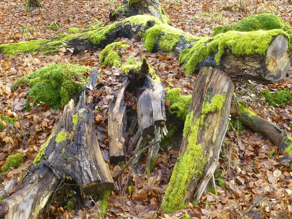 Bei Maulbronn Morsche Baumstämme Mit Moos Wald Laubwald Winter — Stockfoto