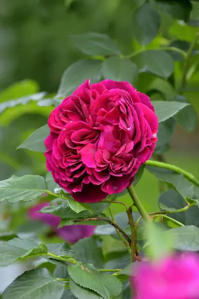 Красиві Троянди Квітучі Саду — стокове фото