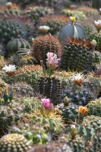 Collezione Cacti Vari Cactus — Foto Stock