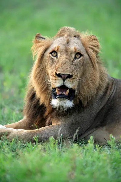 African Lion (Panthera leo), Kruger National Park, Sabisabi Private Game Reserve, South Africa, Adult, Male, portrait Lion, Kruger National Park, South Africa Lion, Kruger, Africa
