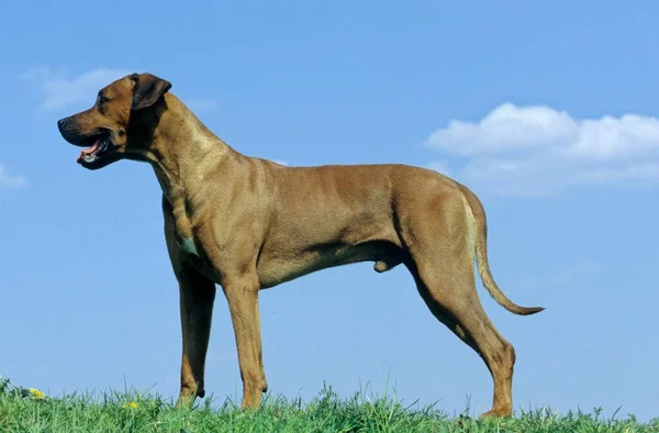 Rhodesian Ridgeback Wachhund Jagdhund Wachhund Hund — Stockfoto