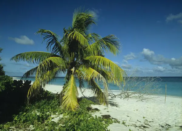 Kokosové Stromy Písečné Pláži — Stock fotografie