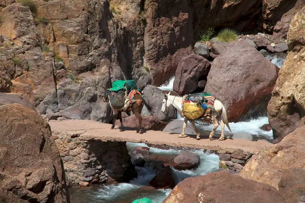 Lasttiere Auf Einem Wanderweg Toubkal Nationalpark Hoher Atlas Marokko — Stockfoto