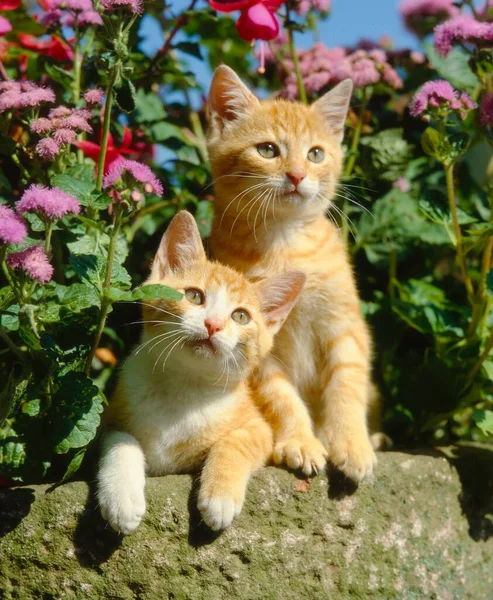 Два Маленьких Домашних Котенка Крупный План — стоковое фото