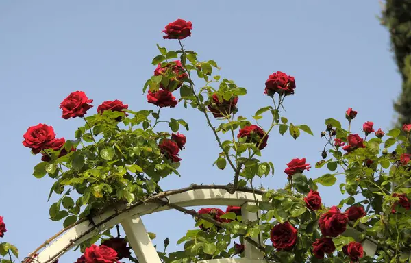 Red Climbing Roses Garden Daytime View Stock Image