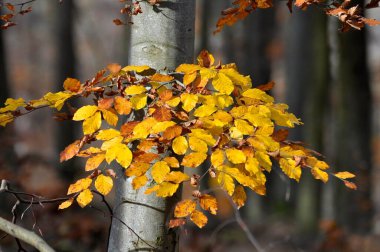 Colourful beech branches in autumn forest clipart