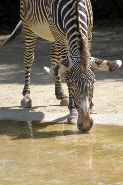 Stuttgart Ogród Zoologiczny Wilhelma Zebra Equus Quagga Picie Stepowa Zebra — Zdjęcie stockowe