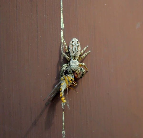 Araignée Capturée Avec Guêpe Vue Rapprochée — Photo