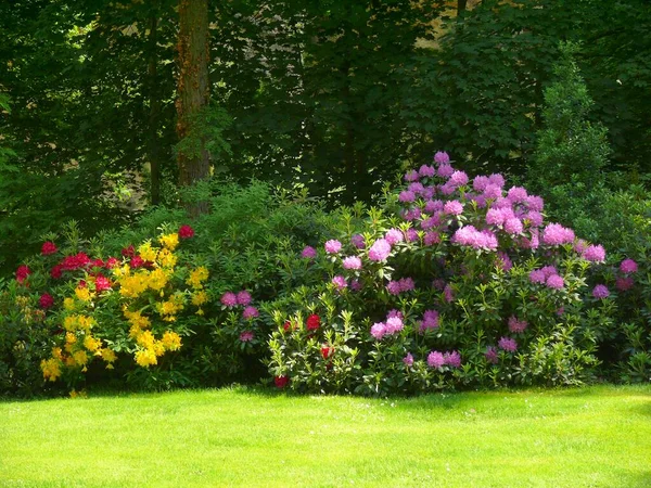 Stock image Blossoming Baroque Ludwigsburg, Rhododendron in bloom in the garden