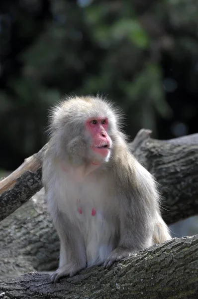 Roztomilá Opice Pózující Zoo Detailní Pohled — Stock fotografie