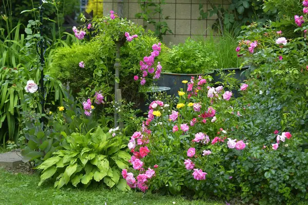 Jardin Fleuri Été — Photo