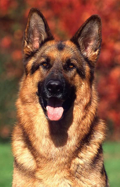 Γερμανικός Βοσκός Σκύλοι Βοσκής Και Σκύλοι Βοοειδών Γερμανικό Κοπάδι Προβάτων — Φωτογραφία Αρχείου