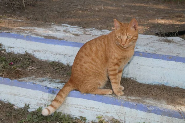 Proužkované Domácí Kočka Sedí Venku — Stock fotografie