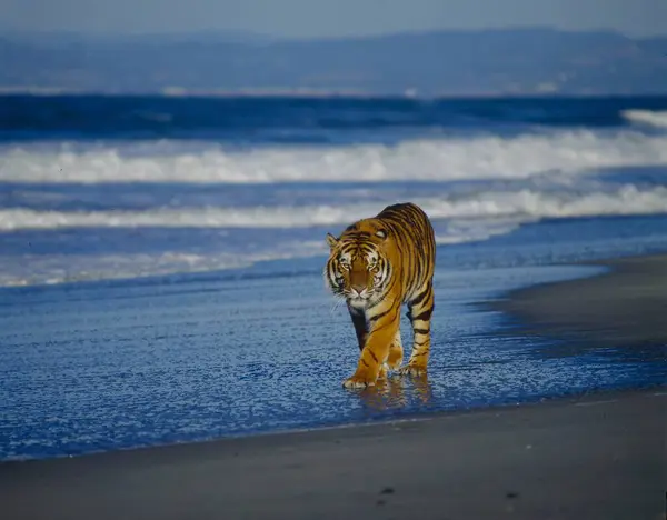 Tigre Bengala Panthera Tigris Tigris Playa Corriendo Tigre Bengala Real —  Fotos de Stock