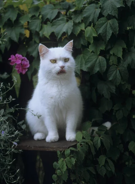 Britská Krátkosrstá Kočka Sedí Palubě — Stock fotografie