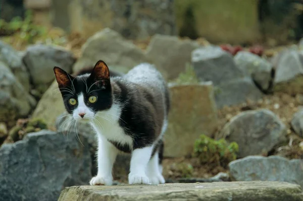Schwarz Weiße Katze Garten — Stockfoto