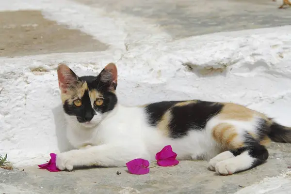 Young Domestic Kitten Lying Greek Alleyway — Stock Photo, Image