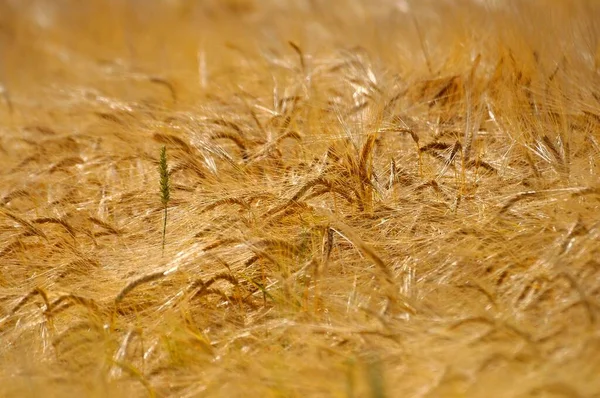 Ripe Barley Field Grain Field — Stock Photo, Image