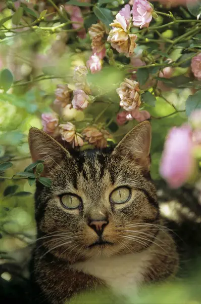 Domácí Kočka Bloo Ing Letní Zahrada — Stock fotografie