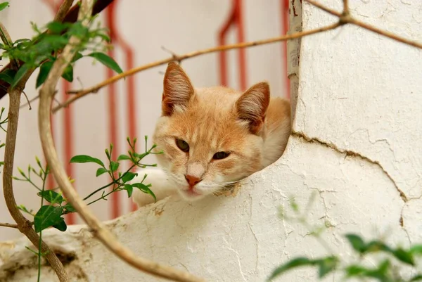 Gato Doméstico Posando Jardín Verano —  Fotos de Stock