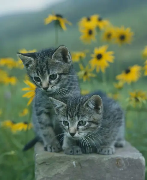 2匹の猫が草の中に座っている 高品質の写真 — ストック写真