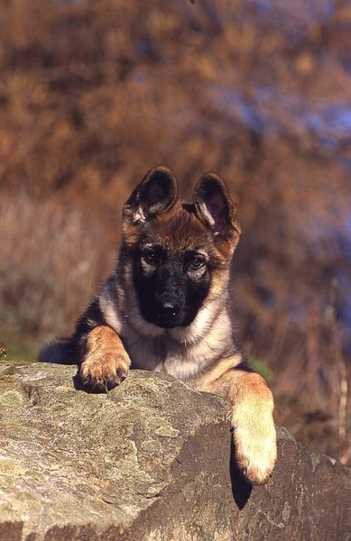 Γερμανικός Βοσκός Σκύλοι Βοσκής Και Σκύλοι Βοοειδών Γερμανικό Κοπάδι Προβάτων — Φωτογραφία Αρχείου