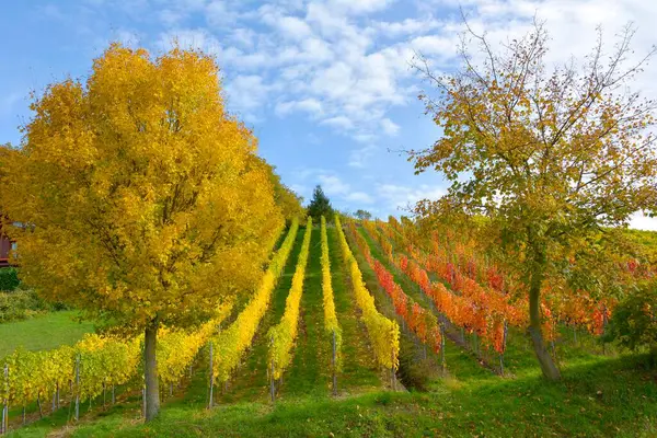 美しいブドウ畑 ワイン栽培地域 — ストック写真