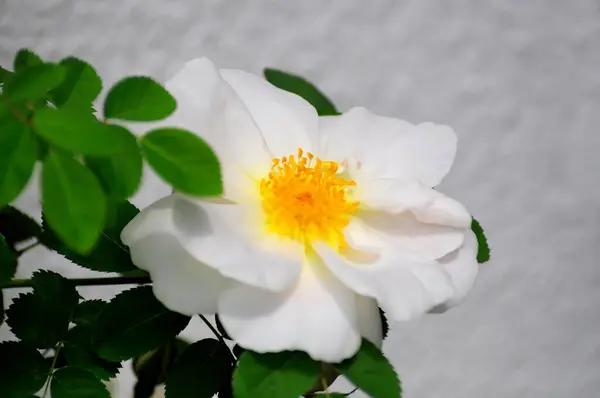 Bellezza Rose Rampicanti Giardino Vista Diurna — Foto Stock