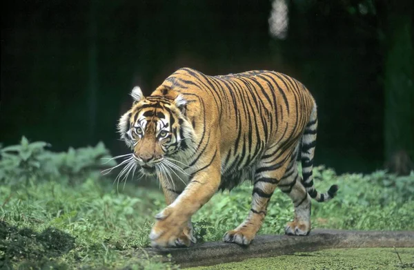Junger Sumatra Tiger Panthera Tigris Sumatrae Zoo Rheine — Stockfoto