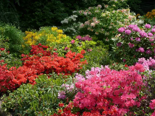 Colorful Blooming Flowers Summer Garden — Stock Photo, Image