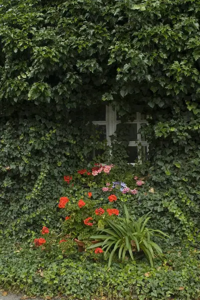 Bunt Blühende Blumen Sommergarten — Stockfoto