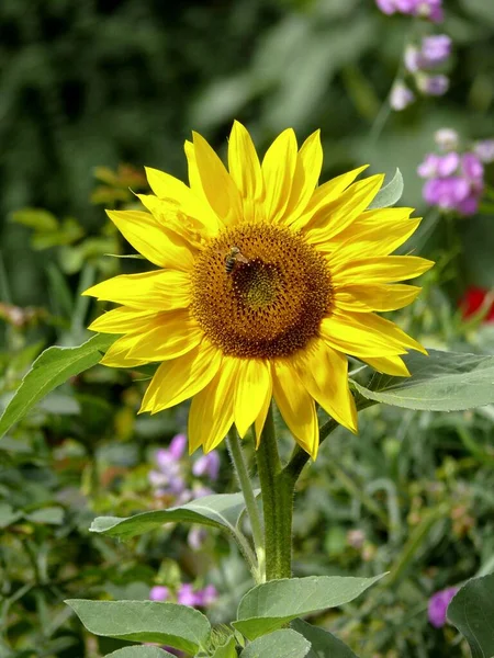 Bunga Matahari Pandangan Dekat Konsep Pertanian — Stok Foto