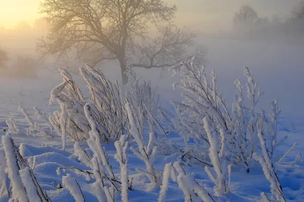 Wschód Słońca Śniegiem Maulbronn Poranny Nastrój Mgła Śniegiem Polna Droga — Zdjęcie stockowe