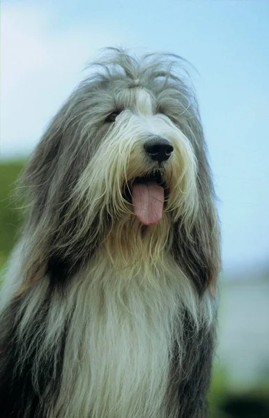 Bearded Domestic Dog Canis Lupus Familiaris Fci Standard 271 — Stock Photo, Image