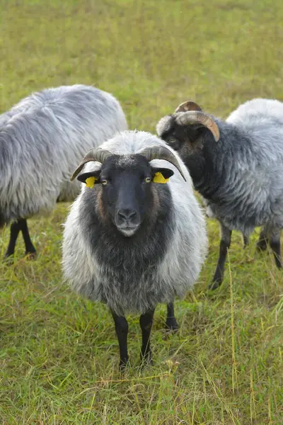 符腾堡 靠近埃平根 克拉希高 田野景观 围场里的羊 沼泽地里的羊 — 图库照片