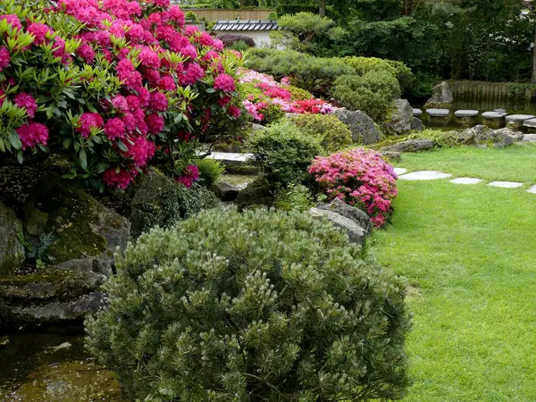 Ludwigsburg Kvetoucí Baroko Japonské Zahradě Květy Azalky — Stock fotografie