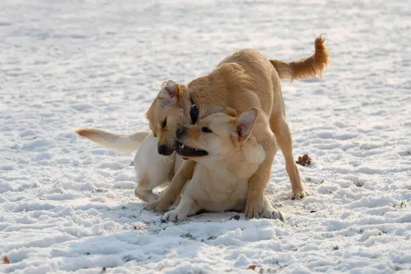 Золотистый Ретривер Лабрадор Домашние Собаки Canis Lupus Familiaris — стоковое фото