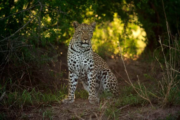 Leopard (Panthera pardus), Kruger National Park, South Africa, Sabisabi Private Game Reserve, adult, female Leopard, Kruger National Park, South Africa, Sabisabi Private Game Reserve Leopard, Kruger Natio, Africa
