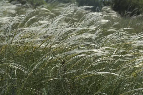Feather Grass Feather Grasses Stipa Bentgrasses — Stock Photo, Image