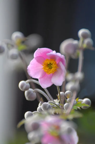 Floración Anémona Japonesa Jardín — Foto de Stock