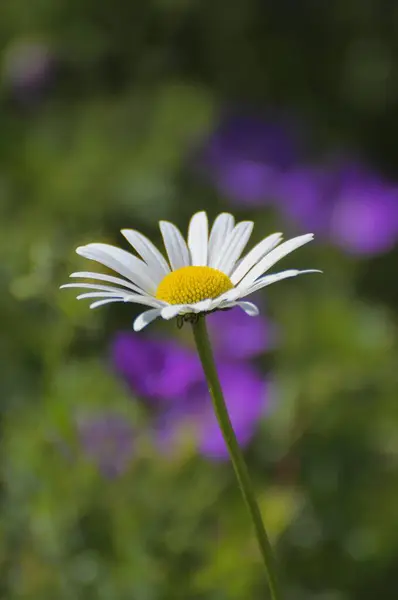 Äng Marguerite Gråtande Blommor Trädgård Geranium Hybrid — Stockfoto