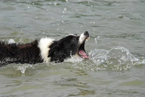 Border collie swimming with open muzzle, catching drops of water