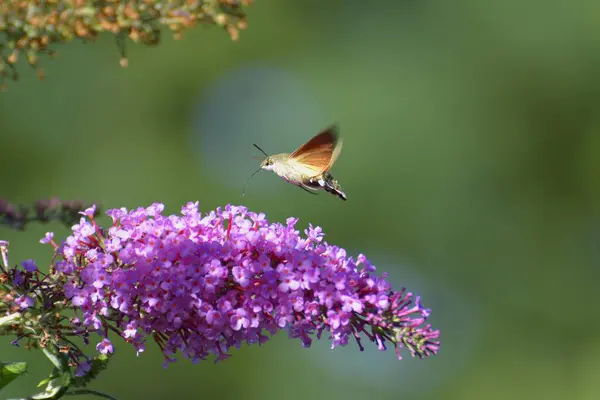 Doveclaw Hummingbird Hawkmoth Butterfly Bush — Stock Photo, Image