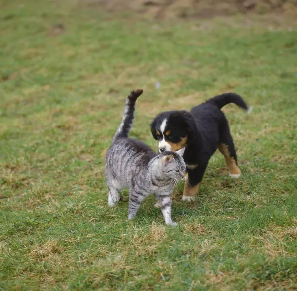 Крупный План Домашней Кошки Бернской Горной Собакой — стоковое фото