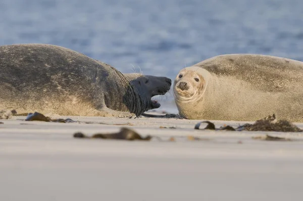 Grey Halichoerus Grypus Seals — Stock Photo, Image